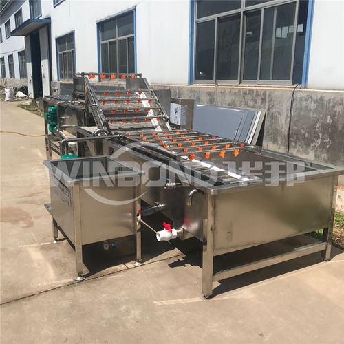 专业高效的蕨菜及果蔬清洗解决方案 蔬菜加工机械的应用与优势