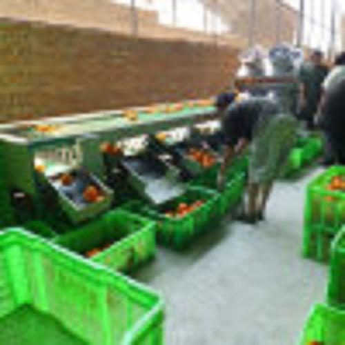 专业农业分级设备专家 汕头市金平区晨阳机械加工场