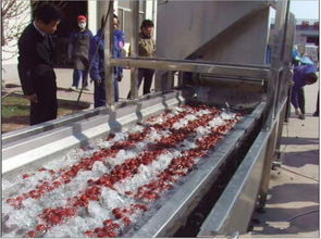 速冻豇豆加工设备价格及产品报价详解